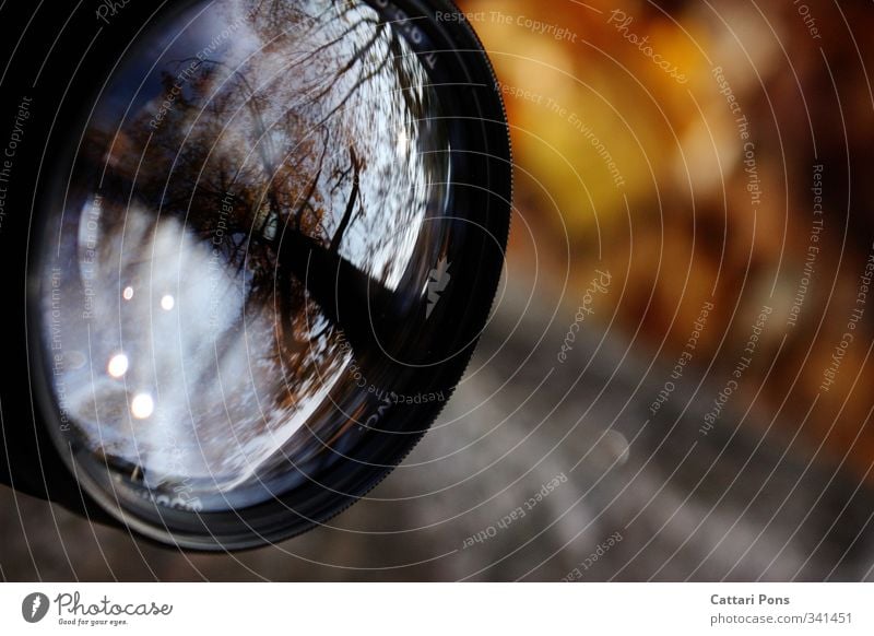 Das dritte Auge Natur Herbst Pflanze Baum glänzend Fotokamera Objektiv Linse nah hell Reflexion & Spiegelung Glas Fotografie Gerät Starke Tiefenschärfe