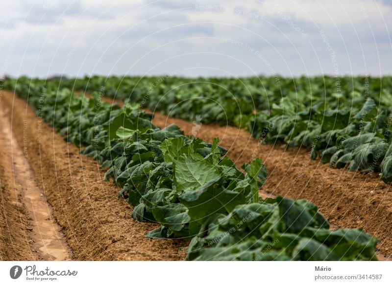 Kohlfeld-Sprossen Ackerbau Biografie Himmel Garten Feld Ernte produzieren Reihe Pflanze Gesunde Ernährung Ackerland Schonung Wachstum Veggie Sommer