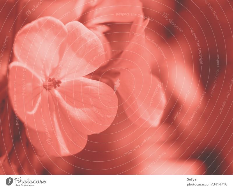 Rosa Blume auf Bokeh-Hintergrund. Makro rosa wachsen Natur natürlich im Freien außerhalb Park Garten heimwärts Frühling Sommer neu Nahaufnahme Pflanze Mutter