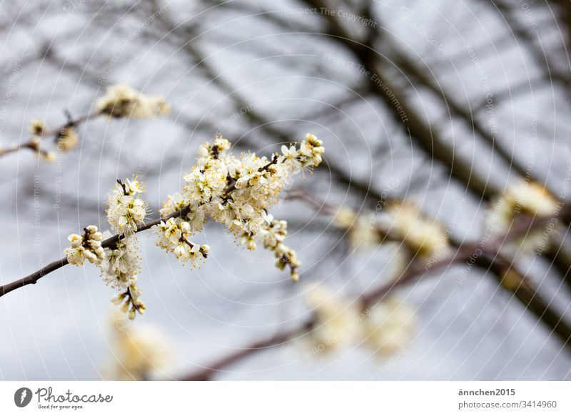 Der Frühling ist da! Blüten Farbfoto Natur Außenaufnahme Pflanze Tag Menschenleer natürlich Blume Blühend schön grün Garten Duft weiß Wachstum Sommer Umwelt