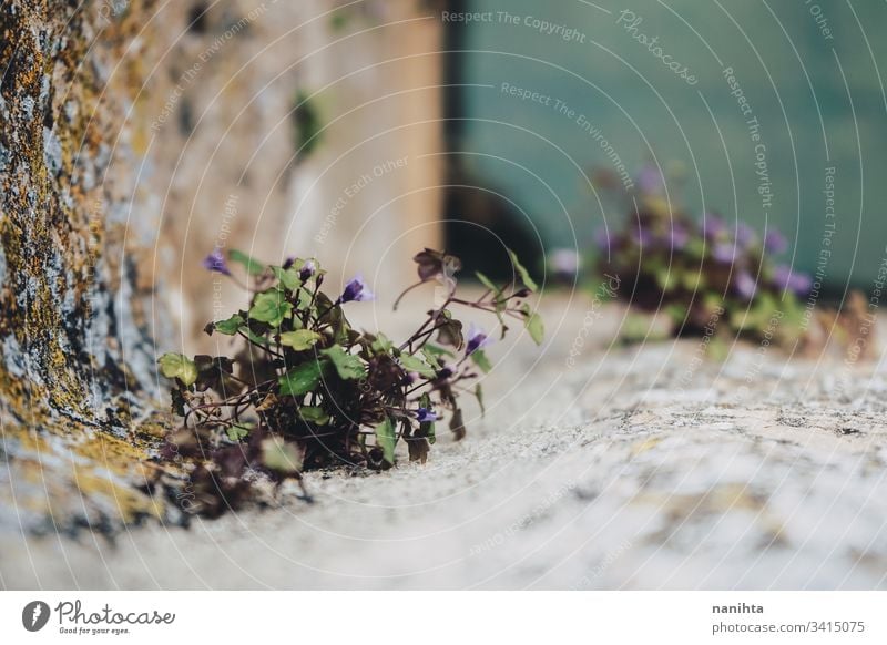 Wenig Pflanzenwachstum in einer Brunnenwand Blume Natur Leben Wachstum Frühling Stein Blatt Blätter Scheitel Teil der Anlage Bokeh Unschärfe natürlich wachsend