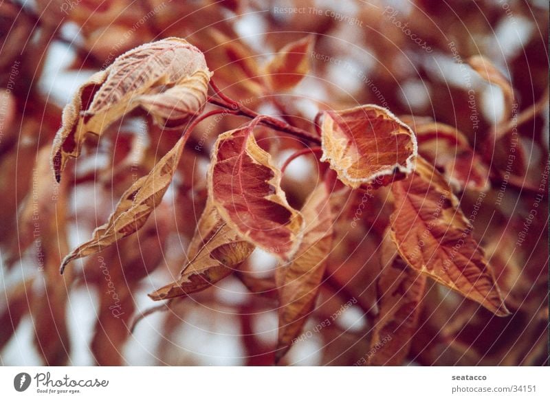 Gelbbunter Eschenahorn Ahorn gelb rot braun November Herbst Winter Nebel