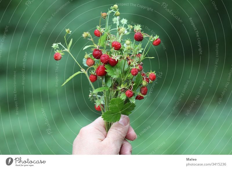 Strauß Erdbeeren in der Hand Hintergrund Beere Bund Büsche Nahaufnahme Farbe bunt lecker Dessert Diät Bauernhof Feld Essen frisch Frische Obst Garten