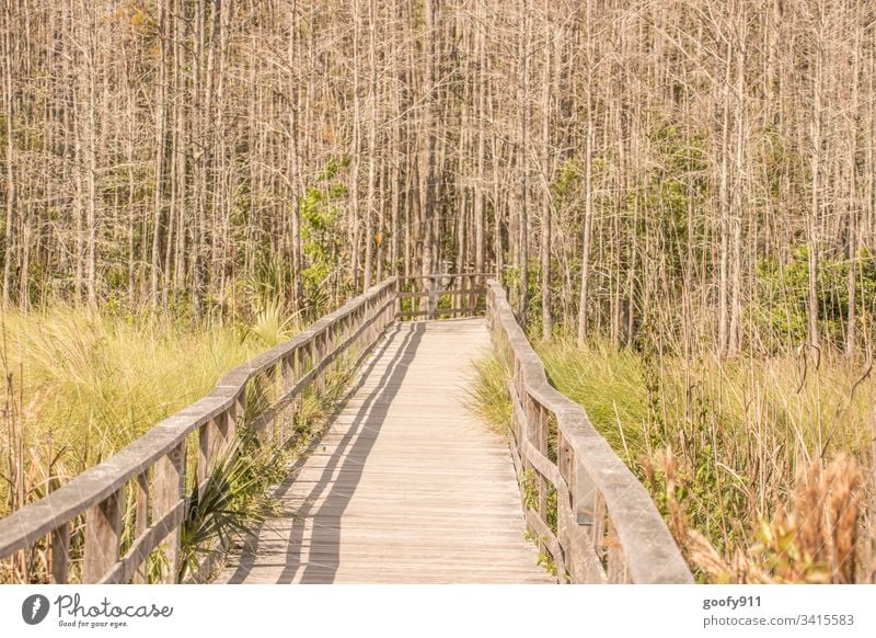 Immer weiter Steg Holz Natur Holzbrett Außenaufnahme Farbfoto Menschenleer Wege & Pfade grün Sonnenlicht Gras Landschaft ruhig Ausflug wandern