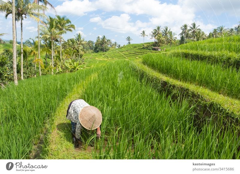 Bäuerin mit traditionellem asiatischen Reisfeldhut bei der Arbeit in den wunderschönen Jatiluwih-Reisterrassenplantagen auf Bali, Indonesien und Südostasien