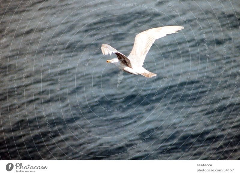 Möwe im Flug Vogel Meer Luft fliegen Wasser blau