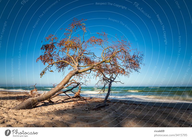 Der Weststrand auf dem Fischland-Darß Küste Ostsee Ostseeküste Meer Strand Baumstamm Himmel Wolken blau Langzeitbelichtung Mecklenburg-Vorpommern Landschaft