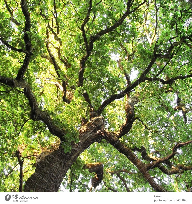 Klimawandel | vorwärts zurück zum Ursprünglichen • Blick in die Baumkrone einer Eiche im Frühherbst baum eiche baumkrone äste ast blätter grün wachstum hoch