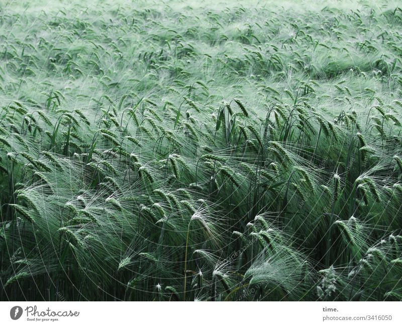 Community blüte elegant nostalgie draußen getreide geheimnisvoll gemeinsam acker landwirtschaft grün erntezeit ernährung nahrungsmittel getreidefeld wachsen