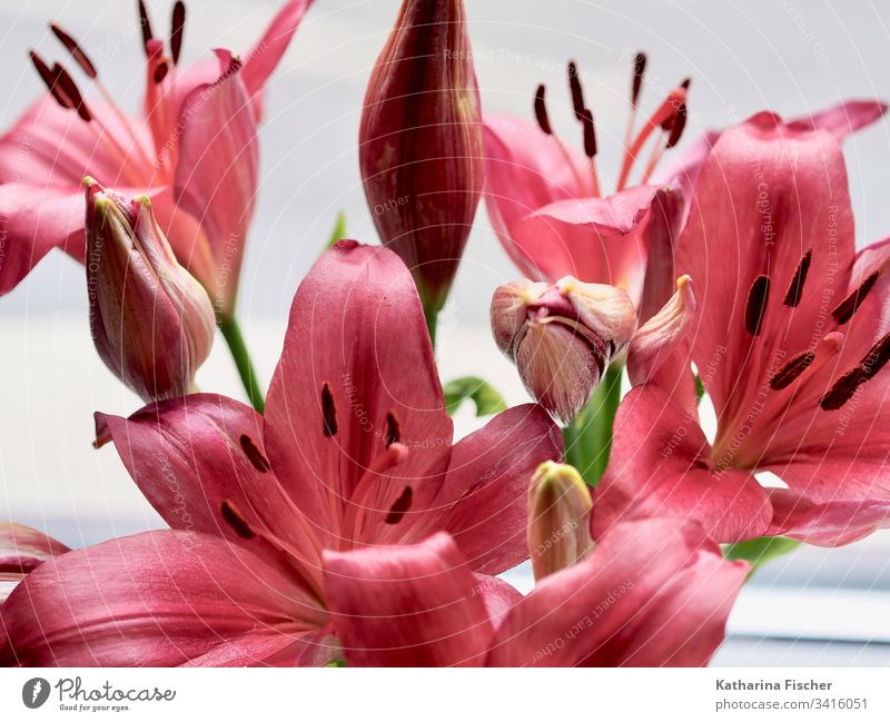 Rote Blumen Lilien Farbfoto Natur rosa Sommer schön Frühling grün weiß rot Blumenstrauß