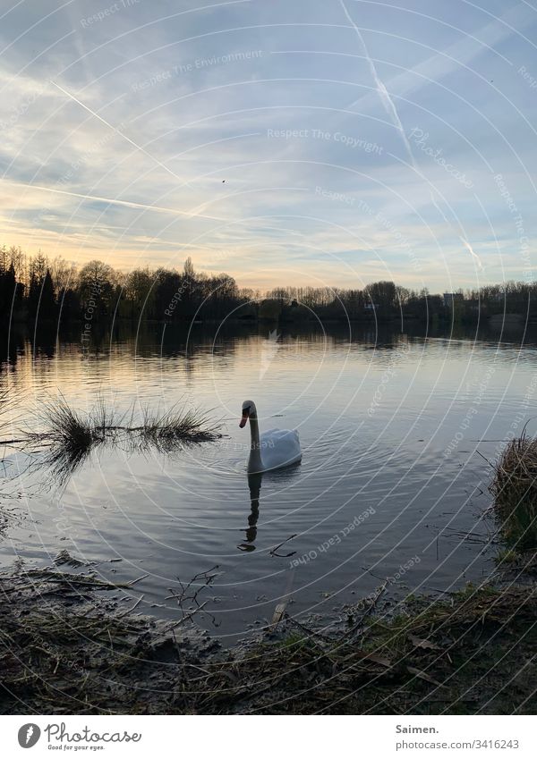 Schwan in der Dämmerung See Wasser Ufer Tier Tierportrait Bäume Sträucher Himmel Abendstimmung Sonnenuntergang Natur ruhig Farbfoto Außenaufnahme Landschaft