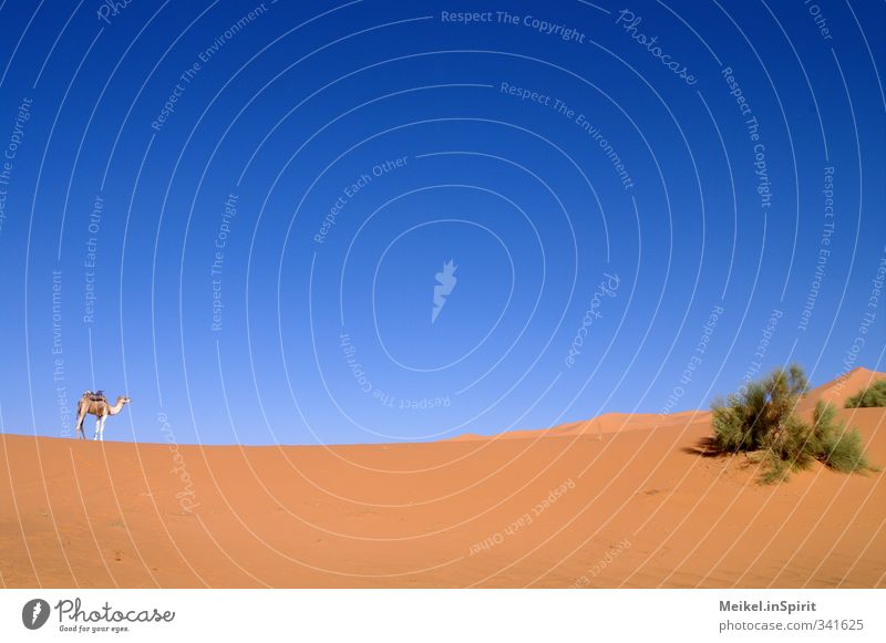 Wüstenschiff Natur Landschaft Sand Luft Himmel Schönes Wetter Wärme Dürre Sträucher Sahara Düne Kamel 1 Tier Einsamkeit Ferien & Urlaub & Reisen