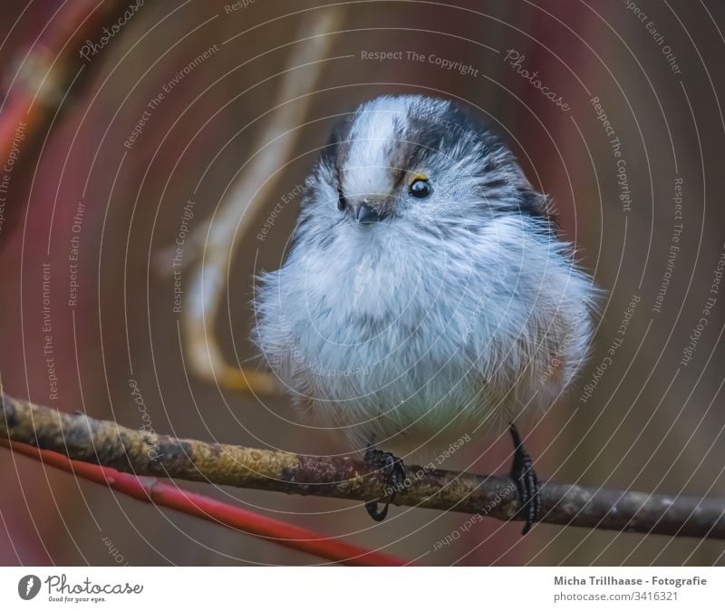 Aufgeplusterte Schwanzmeise Aegithalos caudatus Meisen Vogel Tiergesicht Flügel Krallen Kopf Feder Auge Schnabel Zweige u. Äste Wildtier Baum Sträucher