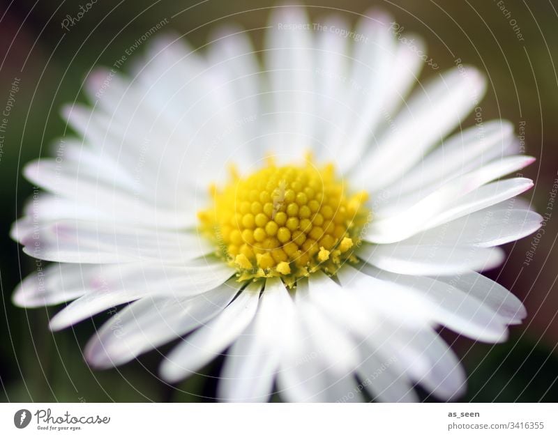 Gänseblümchen Blüte Blume Nahaufnahme Pflanze Frühling Detailaufnahme Natur Farbfoto Blütenblatt Schwache Tiefenschärfe Menschenleer Blühend Tag Unschärfe