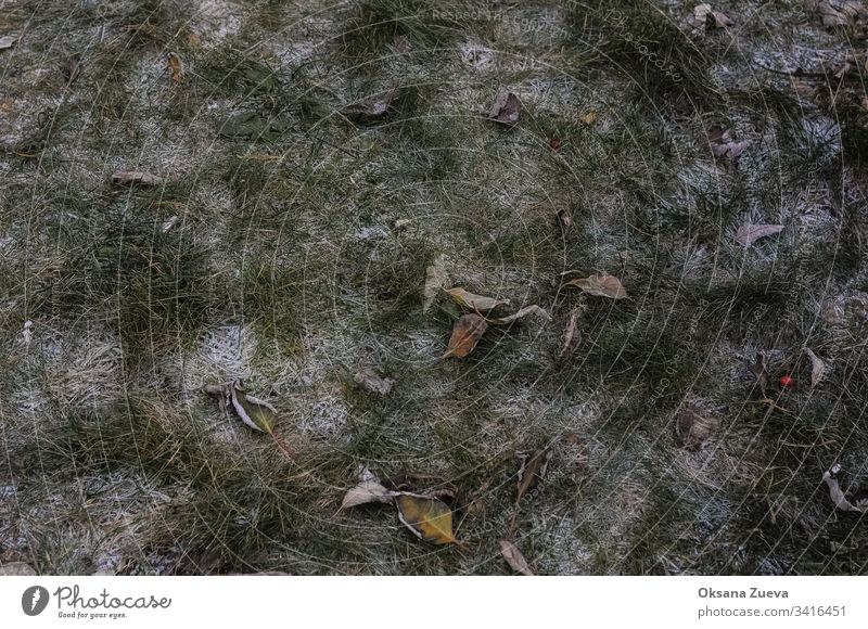 Herbstblätter und erster Schnee. Herbst verschwommener Hintergrund Ast hell kalt Farbe farbenfroh Umwelt fallen Laubwerk Wald frisch Frost grün Landschaft Blatt