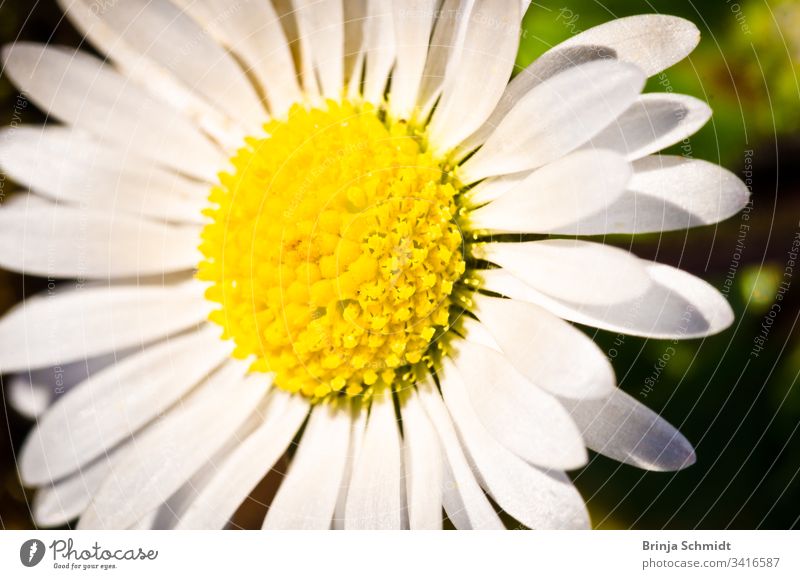 A white daisy in spring, detail, macrophotography elegant close-up grass gardening yellow white daisy flower view herb wild color poppy vibrant natural