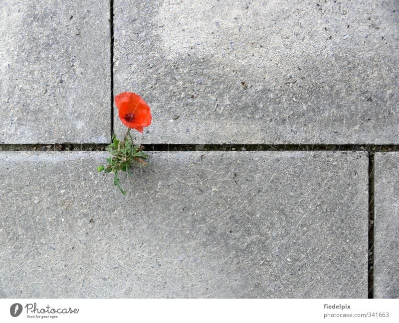 Kämpfernatur Kampf Platten Beton Ritzen Mohn rot grau Blume Farbfoto Außenaufnahme Mohnblüte Blüte Klatschmohn roter mohn