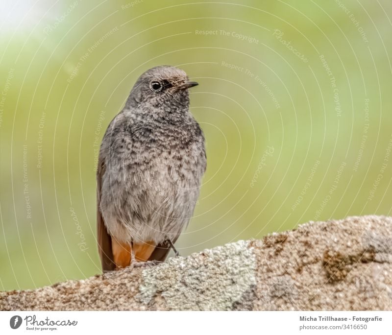 Hausrotschwanz auf der Mauer Rotschwanz Phoenicurus ochruros Vogel Wildvogel Singvogel Kopf Schnabel Auge Flügel Federn Gefieder Beine Krallen Stein Sonne