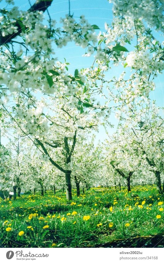 Sakura in Werder... Baum Kirschblüten Wiese Werder Havel Himmel