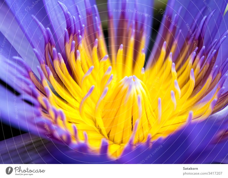 Blaues Blütenblatt und gelber Pollen der Wasserlilie Lilien weiß aquatisch tropisch Blume Natur Makro Hintergrund schön blau Botanik Flora frisch Garten Leben