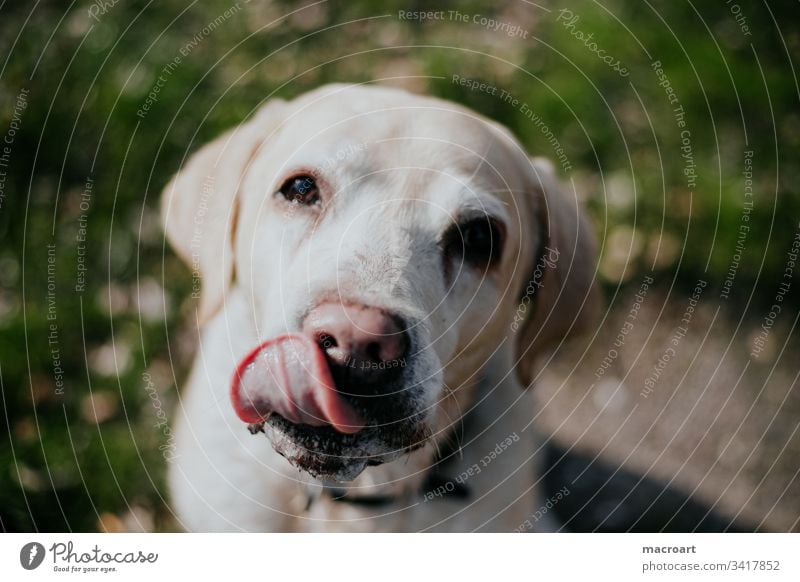 Lecker, lecker hund labrador retriever hunderasse schlecken portrait tier haustier blondine outdoor zunge labbi wasserhund alt senior Außenaufnahme Tierporträt