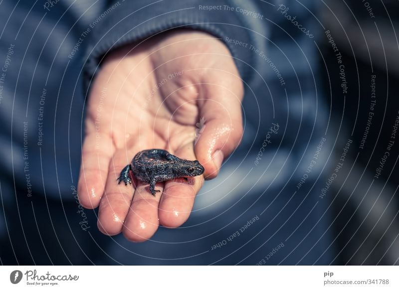 drachenzähmen für anfänger Mensch Kind Hand Finger 1 Wildtier Molch Echsen Lurch Tier Tierjunges Blick Ekel klein nass niedlich wild grau Kindheit Natur