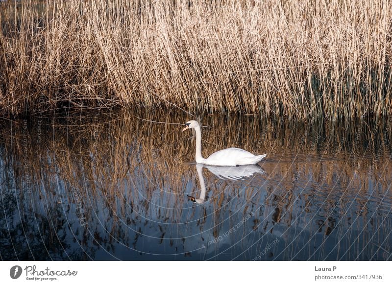 Wunderschöner Schwan, der auf einem See schwimmt Feder Umwelt Erholung Flügel erstaunlich Single romantisch lieblich Leben Gelassenheit ruhige Umgebung Reinheit