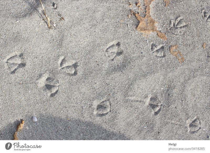 Vogelspuren im Sand am sonnigen Strand Spuren Küste Außenaufnahme Farbfoto gedeckte Farben menschenleer außergewöhnlich Umwelt Natur schönes Wetter Sonnenlicht