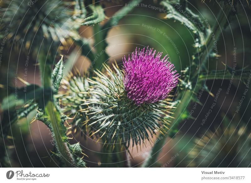 Violette Blume einer Distel in einem städtischen Garten Stachelige Kratzdistel Blütezeit botanisch Botanik Flora geblümt blumig organisch natürlich Natur Park