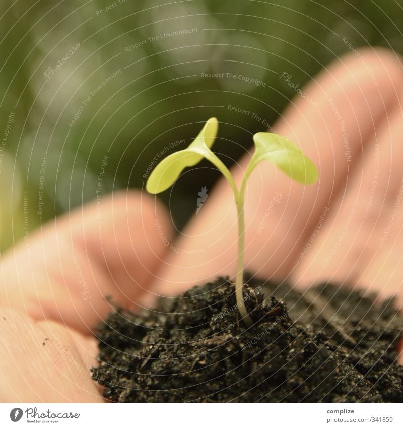 Kleine Pflanze Traumhaus Garten Baum Blume Grünpflanze Wasser Wachstum einzigartig innovativ Inspiration Zukunft Zusammenhalt Hand Schutz Samen keimen Umwelt