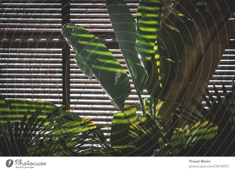 Grüne Blätter von tropischen Pflanzen, die in einem Lattenhaus wachsen Natur natürlich Blatt Park Garten botanisch Botanik grün Flora Vegetation Laubwerk