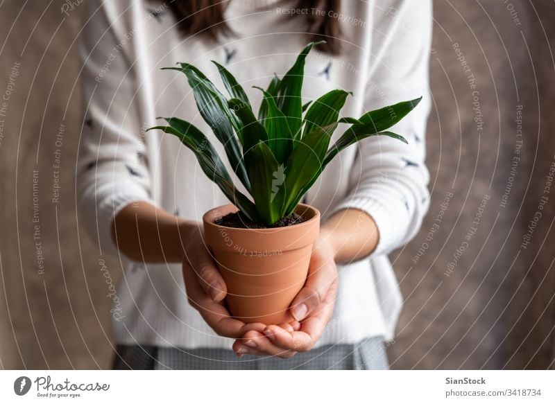 Frau hält Dracena-Pflanze Topf Blume Beteiligung Halt Hände Blumenhändler Geschenk geblümt weiß im Innenbereich zeigen Hintergrund Person Blütezeit botanisch