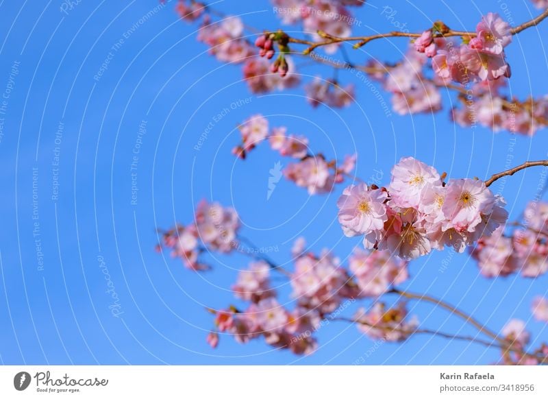 Kirschblüte Kirschblüten Frühling Blüte Farbfoto Kirschbaum Baum rosa Natur Blühend Pflanze Frühlingsgefühle Menschenleer Nahaufnahme Umwelt blau schön