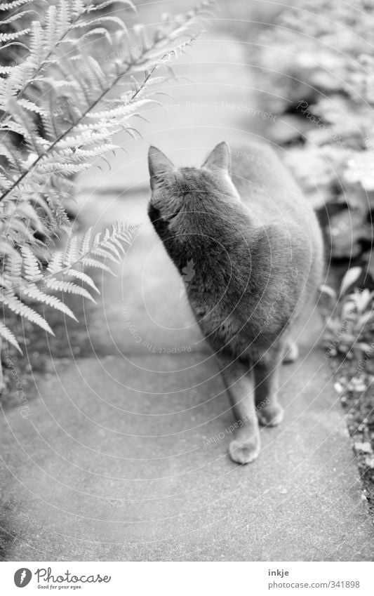 Der Ruf der Nachbarskatze Natur Sommer Pflanze Gras Sträucher Farn Garten Park Wege & Pfade Gartenweg Tier Haustier Katze Hauskatze 1 beobachten Bewegung drehen