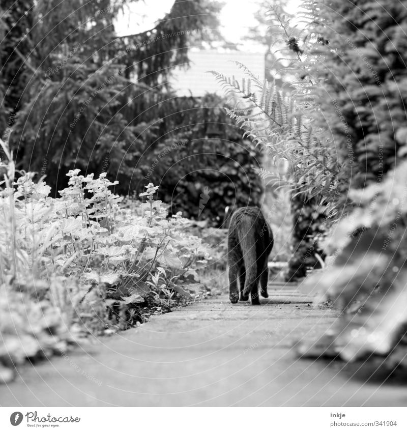 ich bin dann mal weg... Umwelt Natur Sommer Herbst Baum Sträucher Tanne Garten Park Wege & Pfade Gartenweg Tier Haustier Katze Schwanz 1 gehen Gefühle Stimmung