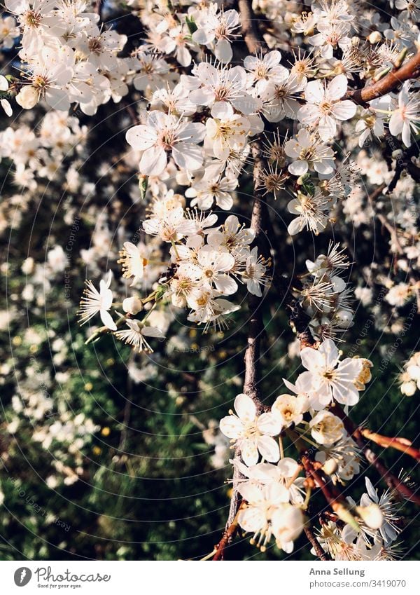 Apfelblüten im schönen Licht Blüte Apfelbaum Blühend Frühling Natur Außenaufnahme weiß grün Tag Menschenleer Baum Wachstum Nahaufnahme Sonnenlicht Duft