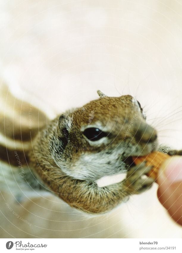 Gib Nüsschen! Erdhörnchen Frieden füttern Nagetiere süß niedlich frech sanft posierlich A-Hörnchen B-Hörnchen