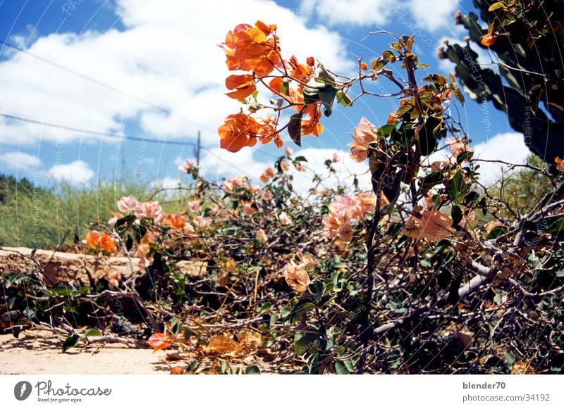 Kanarischer Vorgarten Blume orange-rot Fuerteventura Sträucher trocken Wolken Wüstenpflanze Kaktus Kanaren Blauer Himmel