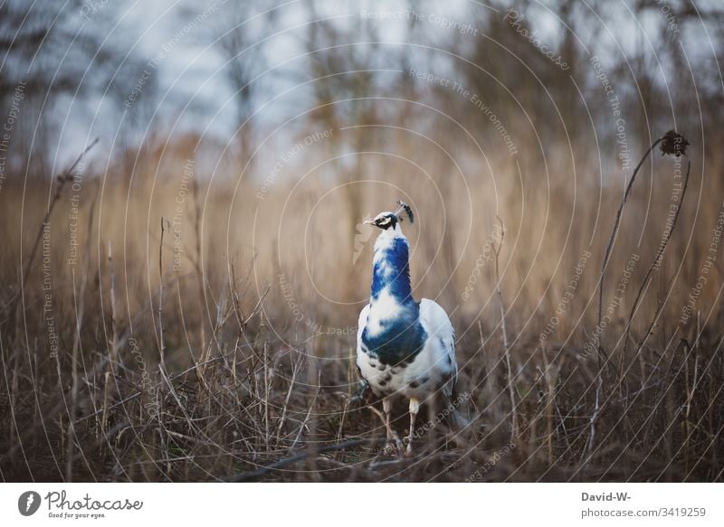 ein weißer Pfau draußen in den Natur elegant Schönheit eleganz zart Vogel Tier schön stolz natürlich blau bunt farben farbenfroh Herbst herbstlich braun