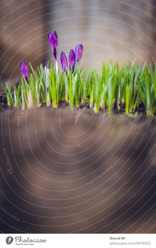 Frühling Krokus im Erdboden kokus Frühlingskrokus Sonnenlicht Textfreiraum unten Ostern Frühlingsblume Frühlingsfarbe Blume lila sanft grün wunderschön