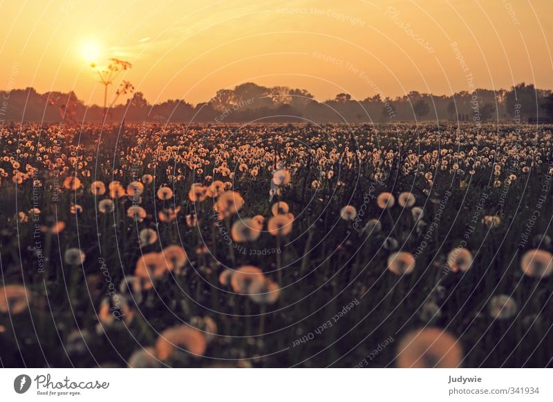 Pusteblumenmeer Sommer Umwelt Natur Landschaft Pflanze Himmel Sonne Sonnenaufgang Sonnenuntergang Grünpflanze Löwenzahn Löwenzahnfeld Wiese Feld Wachstum groß