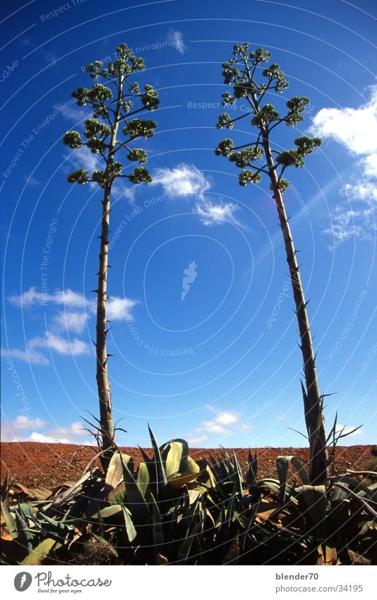 Aloe Vera Paar Blume Pflanze bizarr Wolken Weitwinkel Fuerteventura Froschperspektive Himmel Perspektive