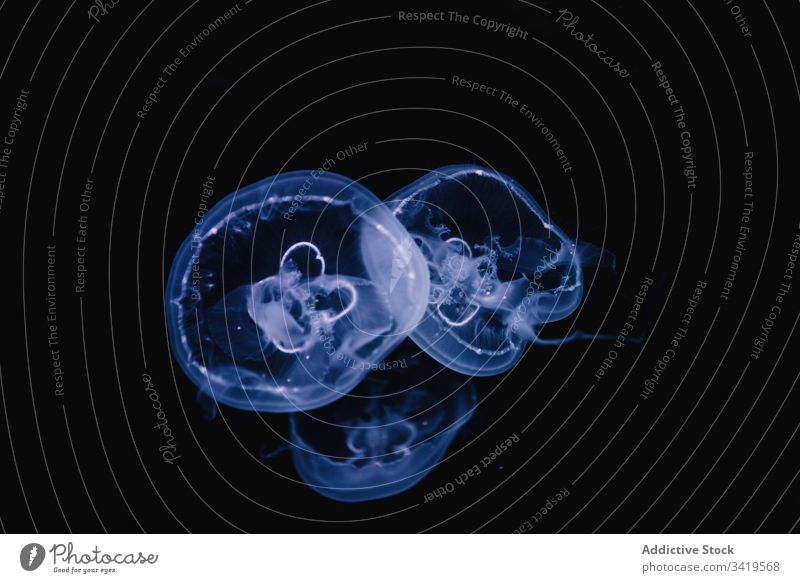 Kleine Quallen im dunkelblauen Wasser unter Wasser MEER Meer durchsichtig exotisch hell Bewegung Form Natur fließen Farbe schön Tier Umwelt Kreatur weich
