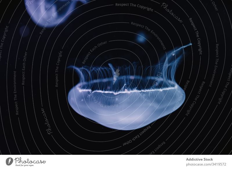 Kleine Quallen im dunkelblauen Wasser unter Wasser MEER Meer durchsichtig exotisch hell Bewegung Form Natur fließen Farbe schön Tier Umwelt Kreatur weich