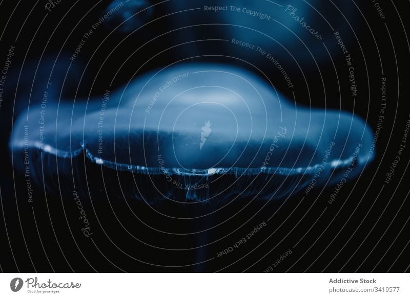Kleine Quallen im dunkelblauen Wasser unter Wasser MEER Meer durchsichtig exotisch hell Bewegung Form Natur fließen Farbe schön Tier Umwelt Kreatur weich
