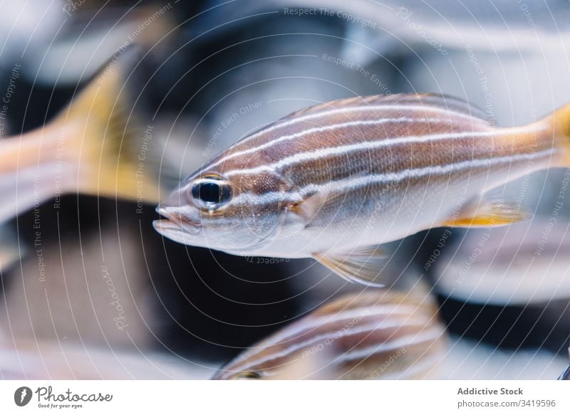 Winzige Kardinalfische im modernen Aquarium unter Wasser MEER exotisch Meer Streifen Natur tropisch Biologie Tierwelt marin schwimmen Kreatur Fauna Umwelt