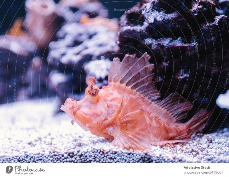 Exotische Skorpionfische im modernen Aquarium rot unter Wasser exotisch tropisch klein winzig Felsen Tier wild schwimmen reffen marin Natur Meer Gesäß Ökosystem