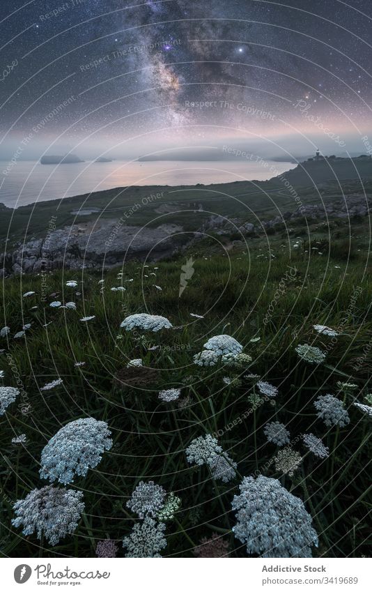 Friedlicher grüner Rasen in sternenklarer Nacht Natur Landschaft Himmel Feld Blume Milchstrasse Gras Meeresufer Seeküste Licht dunkel Galaxie farbenfroh Saison