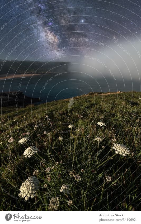 Friedlicher grüner Rasen in sternenklarer Nacht Natur Landschaft Himmel Feld Blume Milchstrasse Gras Meeresufer Seeküste Licht dunkel Galaxie farbenfroh Saison