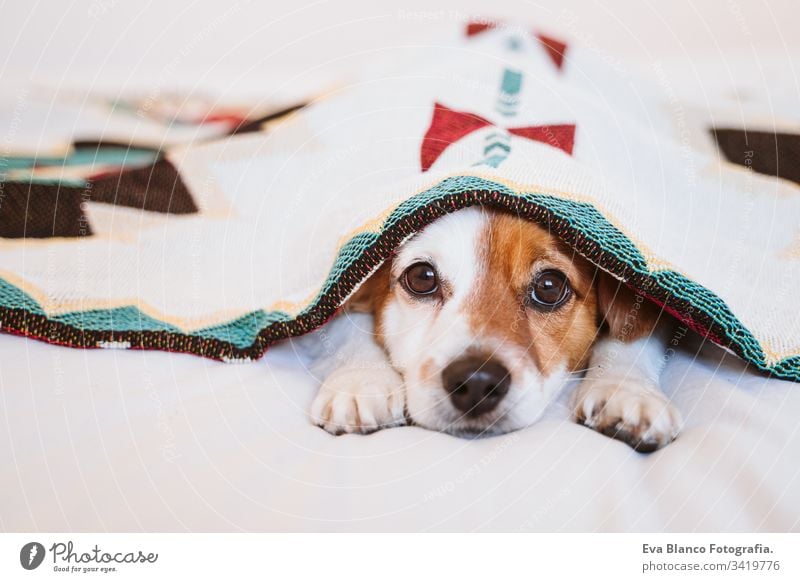 süßer Jack Russell Hund, der mit einer ethnischen Decke bedeckt ist und zu Hause auf dem Bett liegt. Lebensstil im Haus jack russell Haustier Deckung heimwärts